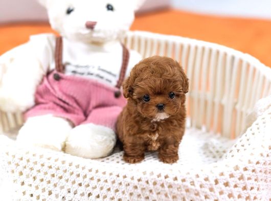 Sağlık Ve Irk Garantili Teacup Maltipoo Yavrularımız