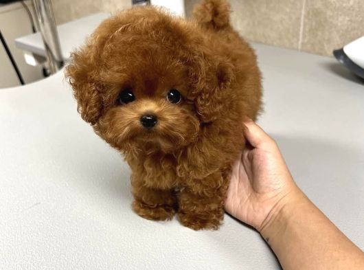 Sağlık Ve Irk Garantili Teacup Maltipoo Yavrularımız görsel