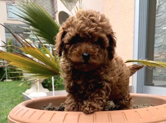Üst Düzel Toy Poodle Yavrular görsel
