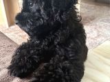 4 Aylık Dişi Toypoodle Minyatür Nadir Renkte