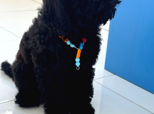 4 Aylık Dişi Toypoodle Minyatür Nadir Renkte görsel