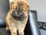 Chow Chow Yavrularımız Mama Malzeme Kampanyalı