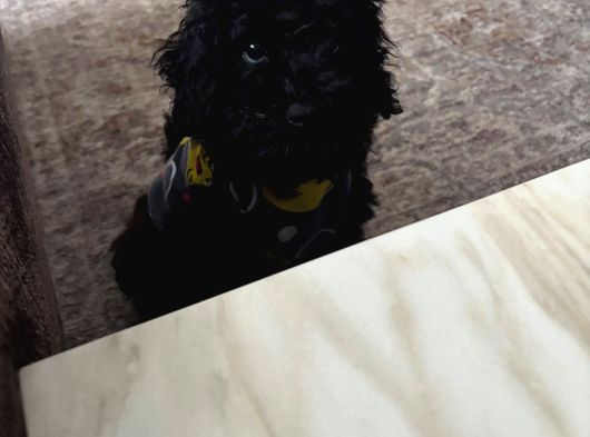 4 Aylık Dişi Toypoodle Minyatür Nadir Renkte görsel