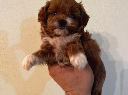Muhteşem Güzelli̇k De Malti̇poo Yavrularimiz