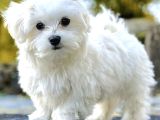 Güzeller Güzeli Maltese Yavruları