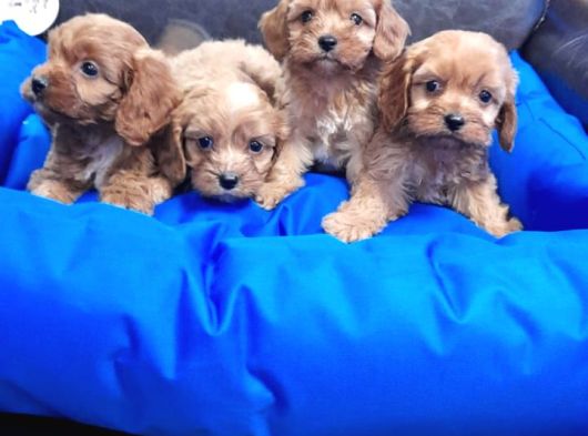 Cockapoo Yavrularimiz