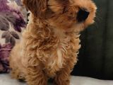 Maltipoo Yavrular