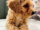 Maltipoo Yavrular