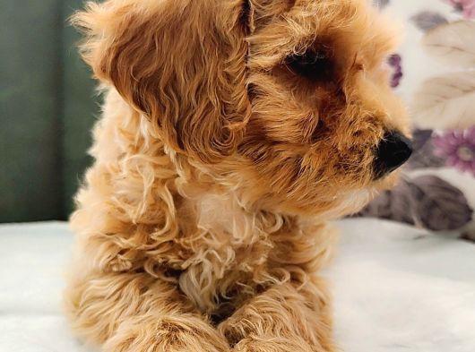 Maltipoo Yavrular görsel