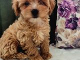 Maltipoo Yavrular
