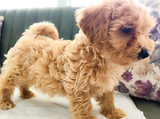 Maltipoo Yavrular