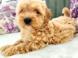 Maltipoo Yavrular