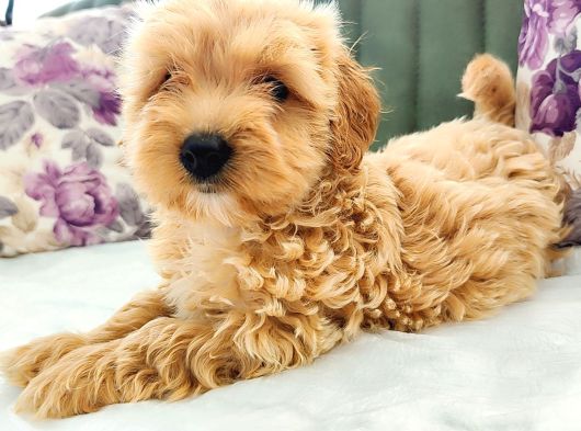 Maltipoo Yavrular görsel