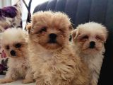 Morkie Yavrular