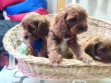Bal Cavapoo Yavruları