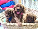 Bal Cavapoo Yavruları