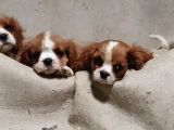 Cavalier King Charles Yavruları