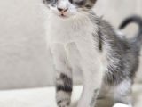 Tekir Kedi Sahiplendirme