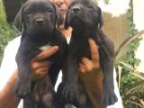 Cane Corso Yavrulari Mama Ve Malzeme Kampanyali
