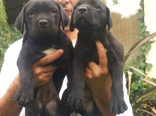 Cane Corso Yavrulari Mama Ve Malzeme Kampanyali görsel