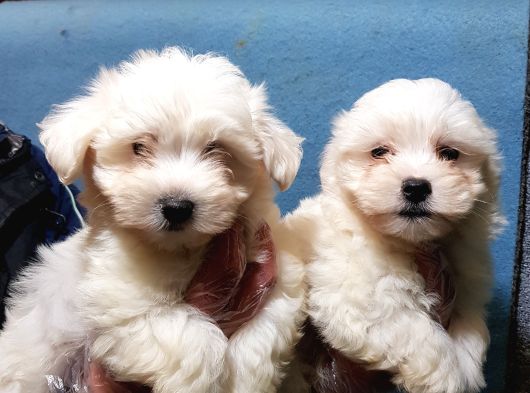 A Kali̇te Kore Maltese Teri̇er Yavrular görsel