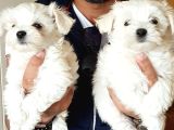 A Kali̇te Kore Maltese Teri̇er Yavrular