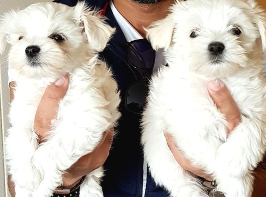 A Kali̇te Kore Maltese Teri̇er Yavrular görsel