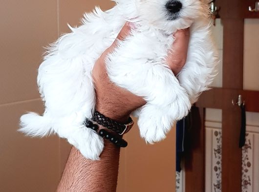 A Kali̇te Kore Maltese Teri̇er Yavrular görsel