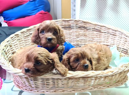 Gerçek Orji̇nal Cavapoo Yavrular görsel