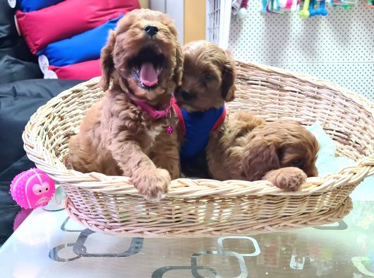 Gerçek Orji̇nal Cavapoo Yavrular görsel