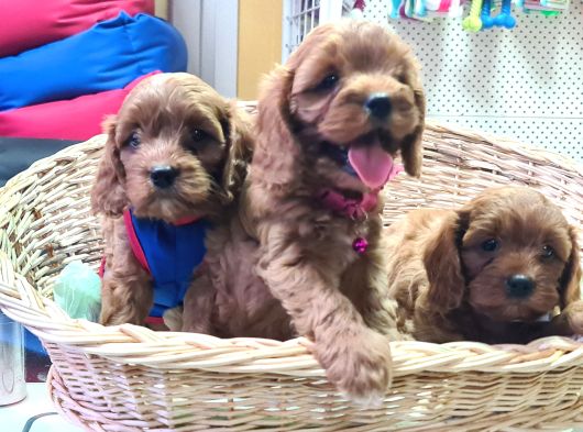 Gerçek Orji̇nal Cavapoo Yavrular görsel