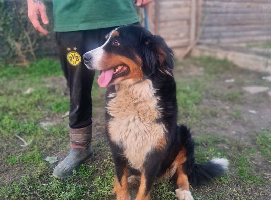 Bernese Damızlık