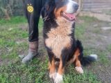 Bernese Damızlık