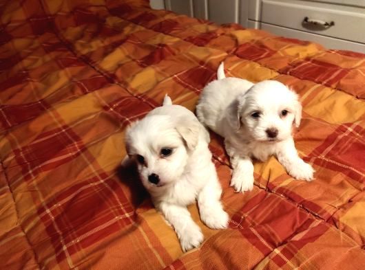Minnak Maltipoo Bebekler