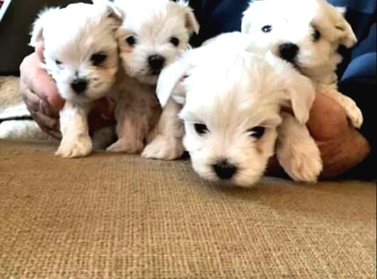 Maltipoo Yavrularımız Uygundur görsel