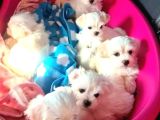 Maltipoo Yavrularımız Uygundur