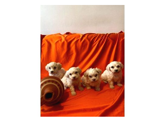 Topak Gibi Maltipoo Yavrularımız görsel