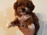 Muhteşem Güzelli̇k De Malti̇poo Yavrularimiz