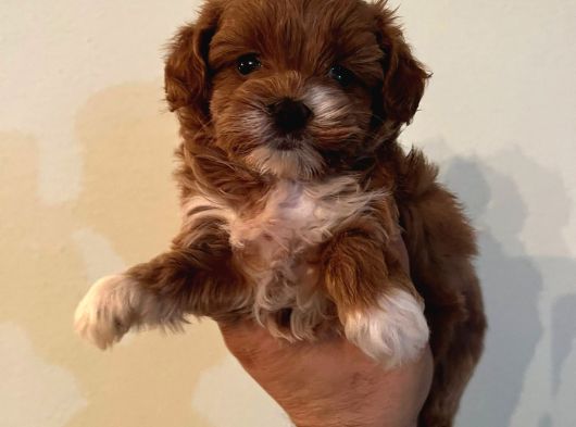 Muhteşem Güzelli̇k De Malti̇poo Yavrularimiz görsel