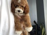 Çi̇ft Renk Mi̇nyatür Labradoodle