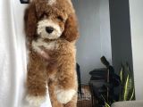 ÇİFT RENK MİNYATÜR LABRADOODLE