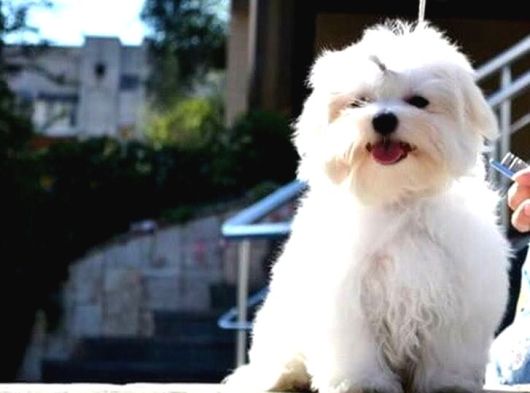 A Kali̇te Kore Maltese Teri̇er Yavrular görsel