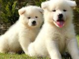 JAPON AKİTA INU YAVRULARİ İSTANBUL