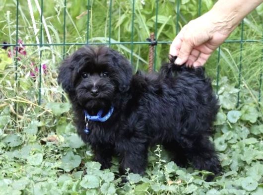 Her Boy Her Renk Müthi̇ş Güzelli̇kte Malti̇poo Yavrular görsel