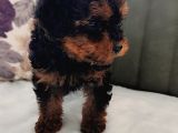 Her Renk Her Boy Her Fi̇yat Orji̇nal Toy Poodle