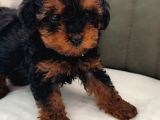 Her Renk Her Boy Her Fi̇yat Orji̇nal Toy Poodle