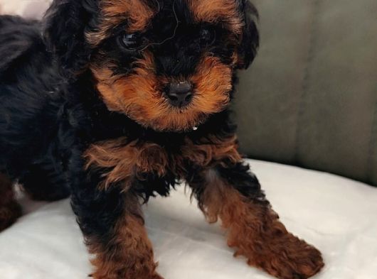 Her Renk Her Boy Her Fi̇yat Orji̇nal Toy Poodle görsel