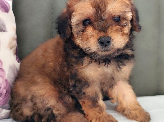 Her Renk Her Boy Her Fi̇yat Orji̇nal Toy Poodle görsel
