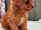 Her Renk Her Boy Her Fi̇yat Orji̇nal Toy Poodle