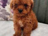 Her Renk Her Boy Her Fi̇yat Orji̇nal Toy Poodle